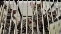 Sejumlah kucing peliharaan berada dalam kandang saat dititipkan di Hotel Kucing Mimo, Jakarta, Rabu (29/5/2019). Menjelang Hari Raya Idul Fitri atau Lebaran, Hotel Kucing Mimo mulai ramai didatangi calon pemudik yang menitipkan hewan kesayangannya. (merdeka.com/Iqbal Nugroho)