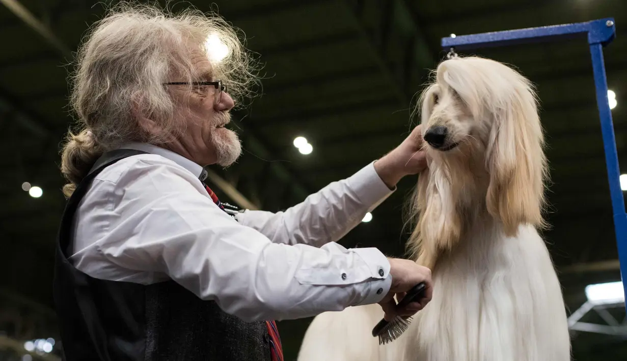 Seorang pria merapihkan bulu anjing Afghan Hound miliknya sebelum tampil pada hari kedua pertunjukan anjing Crufts di National Exhibition Centre di Birmingham, Inggris tengah, (9/3). (AFP Photo/Oli Scarff)