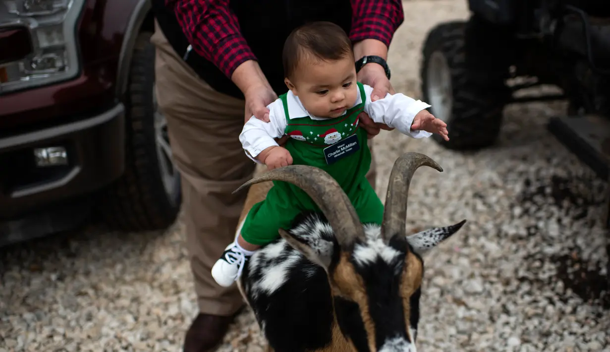 Wali Kota Kehormatan Whitehall Charlie McMillan dipegang oleh ayahnya Chad McMillan saat menaiki kambing mainan di rumahnya di Whitehall, Texas, Amerika Serikat, Jumat (20/12/2019). Charlie McMillan menang lelang hingga akhirnya menjadi Wali Kota Kehormatan Whitehall. (Mark Felix/AFP)