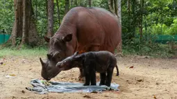 Foto selebaran yang dirilis pada 28 Maret dan tersedia pada 29 Maret 2022 menunjukkan badak betina bernama Rosa (atas) dengan bayinya yang baru lahir di Taman Nasional Way Kambas, Way Kambas, Provinsi Lampung. Badak sumatera tersebut terancam punah. (Handout/MINISTRY OF ENVIRONMENT AND FORE/AFP)
