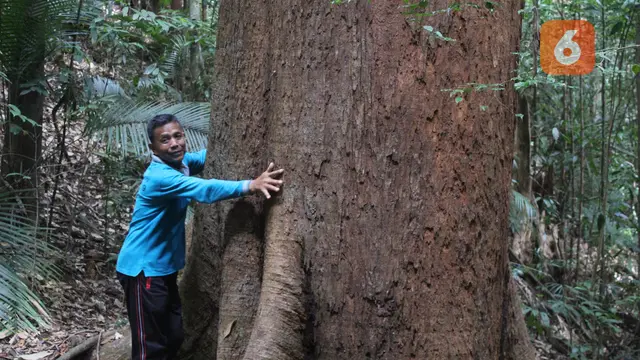 Pohon Besar di Hutan Adat Guguk