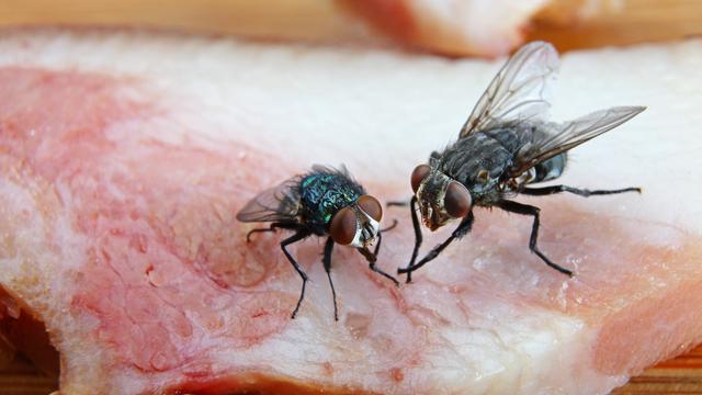 lalat hinggap di makanan