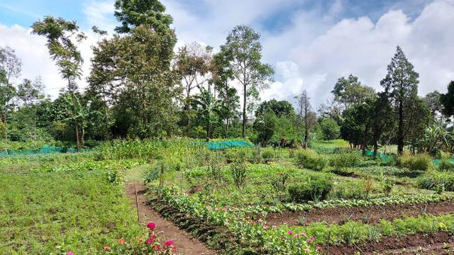 (Foto: Dok Istimewa)