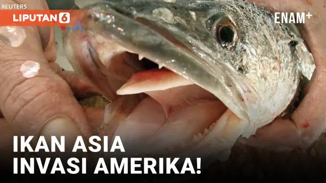 Bila ikan gabus lazim ditemui di Indonesia dan sering dimasak serta disantap, maka ikan ini sangat asing bagi warga Amerika Serikat. Ikan inipun tadinya tidak ditemui di AS, dan lepas ke perairan Amerika sebagai satwa invasif yang dikhawatirkan meman...