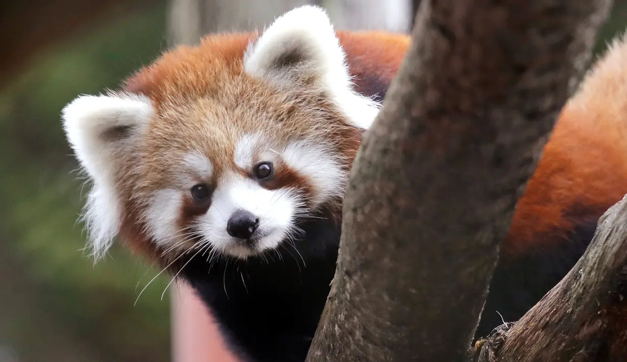 Salah satu bayi kembar panda merah bertengger di atas pohon di kandang sementara mereka selama pratinjau media di Woodland Park Zoo, Seattle, Rabu (14/11). Ini merupakan kelahiran pertama panda merah di kebun binatang dalam 29 tahun. (AP /Elaine Thompson)