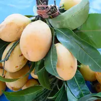 Daun mangga (sumber: Pixabay)