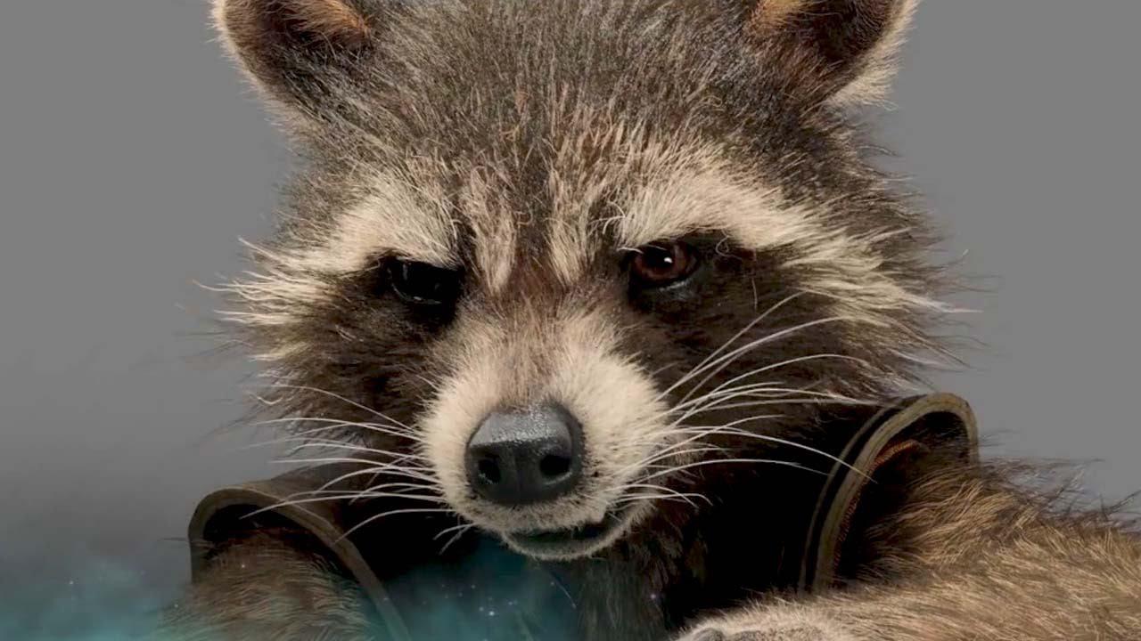 Rakun di Guardians Of The Galaxy Diajak Gabung The Muppets