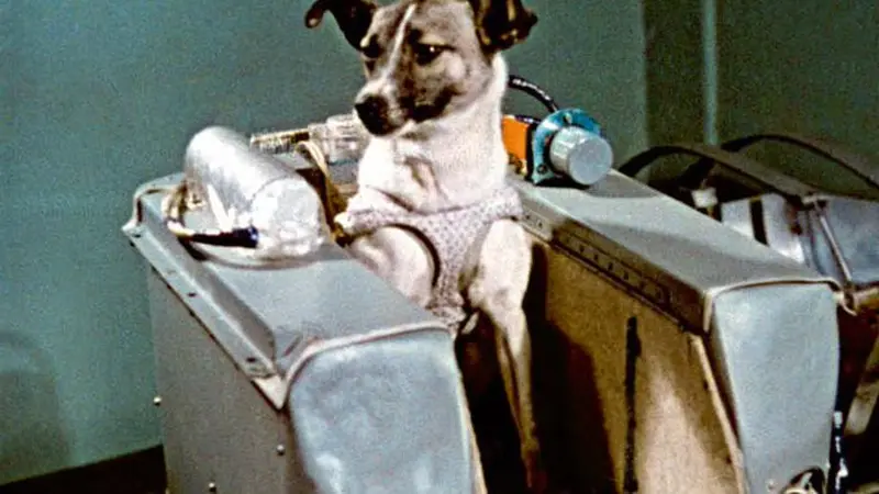 Laika, Anjing Pertama yang Dikirim Uni Svoiet ke Ruang Angkasa (Twitter / @SovietPostcards)