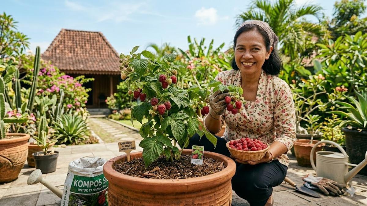 Cara Menanam Raspberry di Pot untuk Daerah Panas agar Cepat Berbuah, Ini 8 Langkahnya
