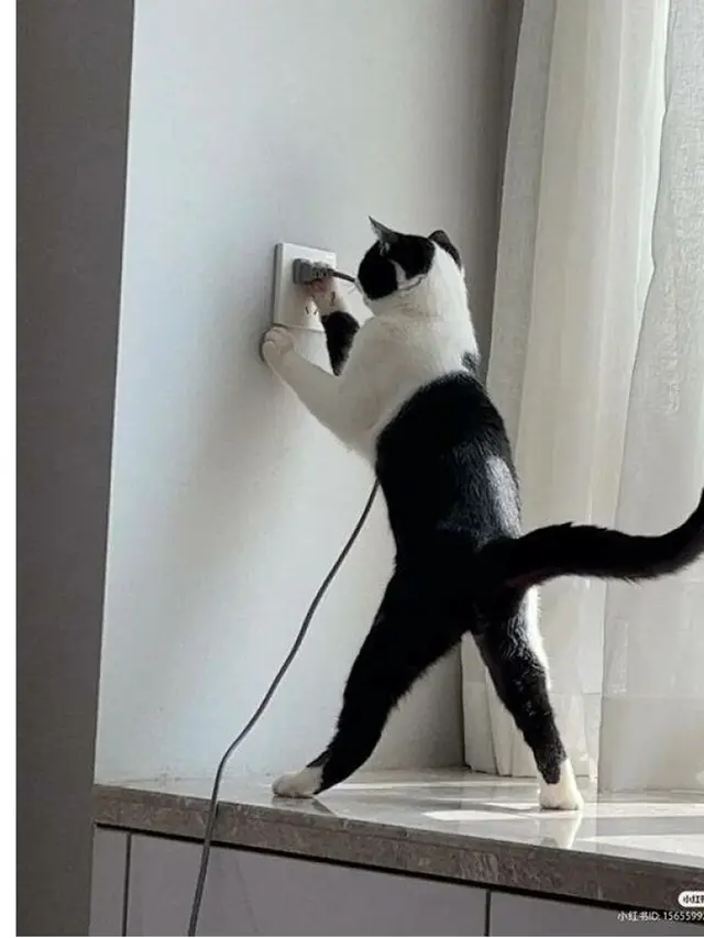 6 Potret Kucing Jadi Tukang Listrik Bantu Manusia, Etos Kerja Luar Biasa