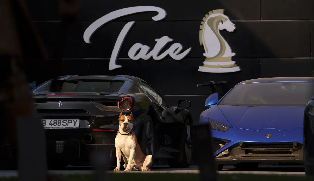 Seekor anjing duduk di dekat mobil sport yang diparkir di halaman kediaman Andrew Tate di pinggiran Bucharest, Rumania, Sabtu (24/8/2024). (AP Photo/Vadim Ghirda)