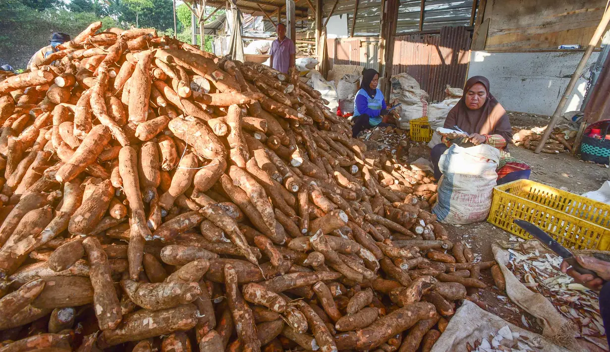 Pekerja mengolah singkong di sentra pengolahan bahan baku makanan ringan di Ciampea, Kabupaten Bogor, Jawa Barat, Minggu (26/7/2026).  (KLY/ Arie Basuki)