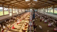 9 Model Kandang Ayam Close House Modern, Tingkatkan Produktivitas Peternakan