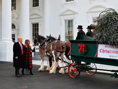 Presiden Donald Trump bersama First Lady AS, Melania Trump menyambut kedatangan pohon Natal resmi Gedung Putih di halaman Utara Gedung Putih, Washington, Senin (19/11). Pohon Natal tersebut diantar dengan kereta kuda. (AP/Manuel Balce Ceneta)