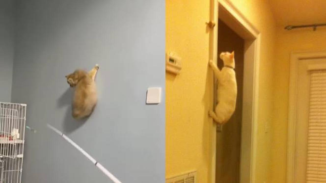10 Potret Aksi Kucing Memanjat di Dinding Ini Malah Atraksi