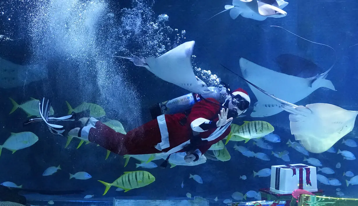 Seorang penyelam yang mengenakan pakaian Sinterklas berenang dalam sebuah acara untuk mempromosikan liburan Natal di Coex Aquarium, Seoul, Korea Selatan, Jumat (3/12/2021). Natal adalah salah satu hari libur terbesar yang dirayakan di Korea Selatan. (AP Photo/Ahn Young-joon)