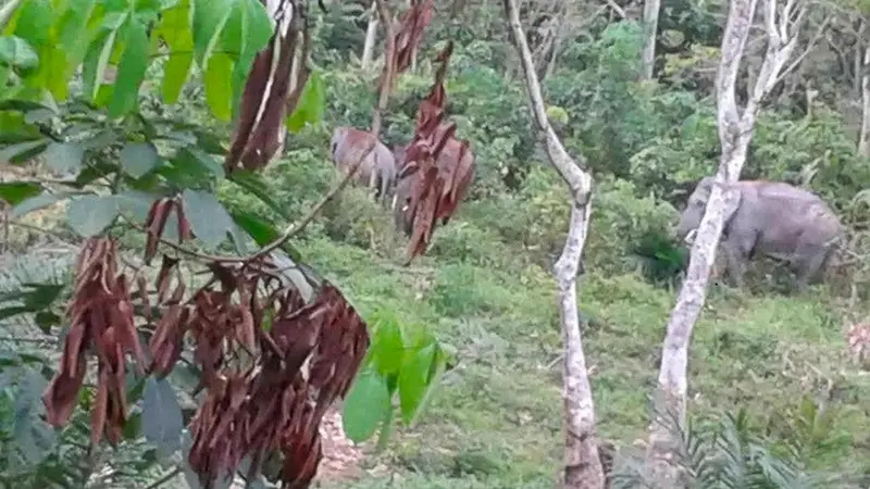 Kawanan gajah yang terekam petugas masuk ke kebun milik warga di Riau.