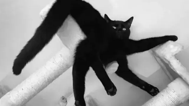 6 Ilusi Optik Kucing Hitam Ini Bikin Bingung, Perlu Kucek Mata
