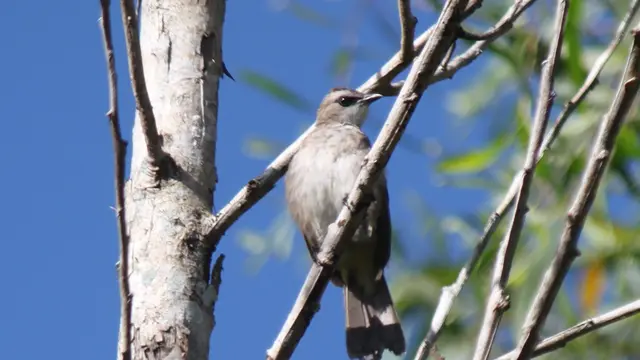Burung Endemik