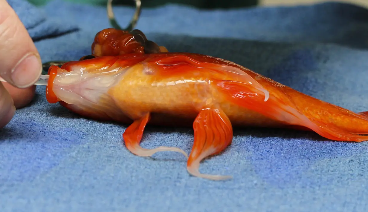 Dalam operasi yang memakan biaya sebesar US$ 200 atau hampir Rp 2,4 juta itu, dokter memompa air beroksigen melalui insang George, Australia. (16/9/14). (REUTERS/Lort Smith Animal Hospital/Handout via Reuters)