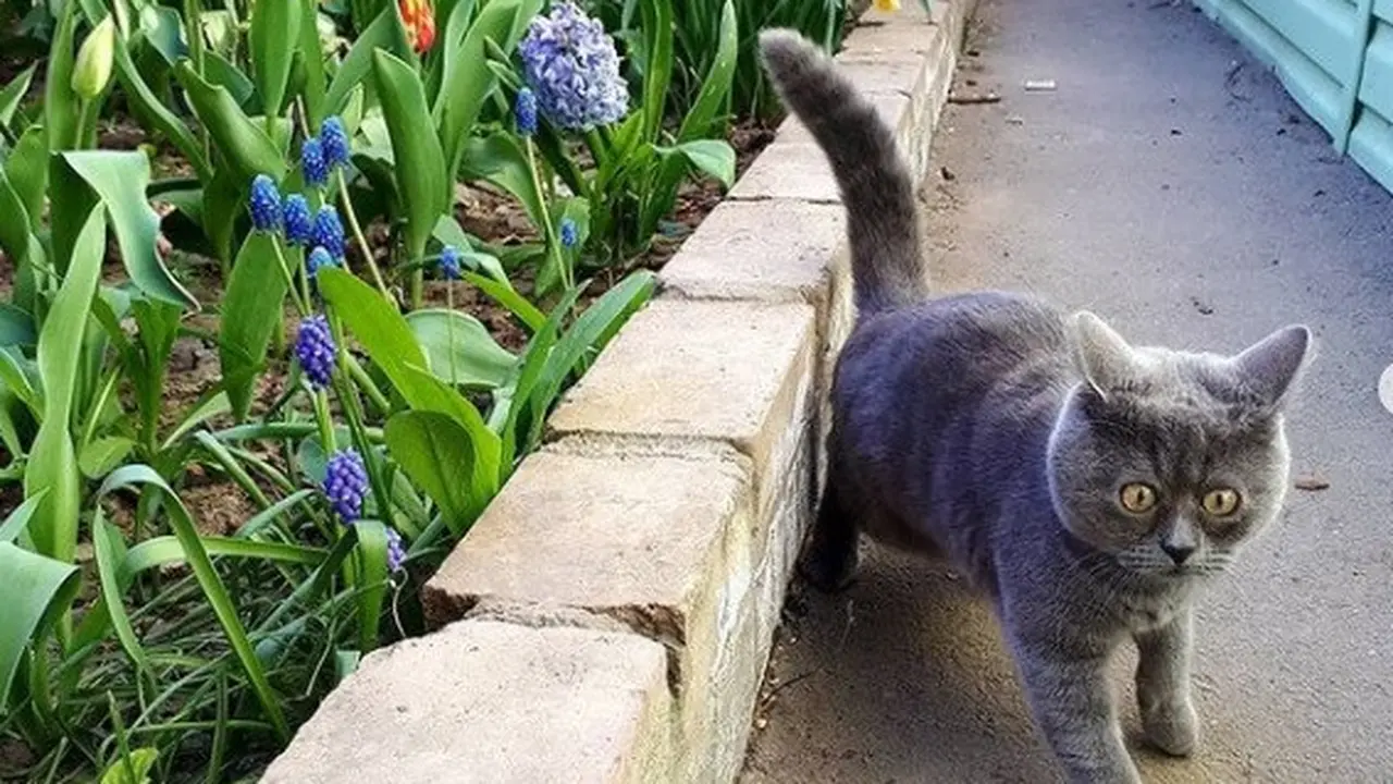 Fedya kucing yang memiliki mata yang unik. a