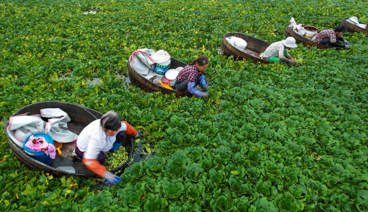 Para petani memanen kastanye air di sebuah telaga di Taizhou, Provinsi Jiangsu, China, Senin (12/7/2021). Kastanye air tumbuh di rawa-rawa. (STR/AFP)