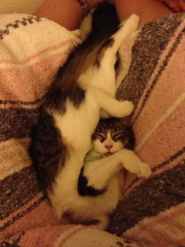 10 Tingkah Kucing Dengan Tubuh Lentur Bak Master Yoga