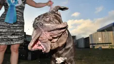 Martha, anjing Neapolitan Mastiff, menggerakan kepalanya usai memenangkan gelar ‘Anjing Terjelek di Dunia’ dalam kompetisi tahunan di Petaluma, California, 23 Juni 2017. Pemenang kontes ini mendapatkan tropi dan uang tunai US$ 1500. (JOSH EDELSON/AFP)