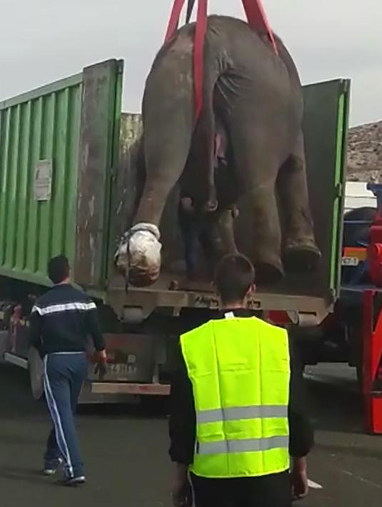 Kendaraan derek raksasa memindahkan gajah yang terluka dari jalur lalu lintas di Provinsi Albacete, Spanyol, Senin (2/4). Satu dari lima gajah tewas saat kendaraan pengangkut mereka mengalami kecelakaan. (HO/Direccion General de Trafico (DGT)/AFP)