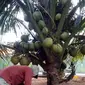 Kelapa genjah entok. (Foto: Mustaufik Gula Kelapa Center Unsoed untuk Liputan6.com)