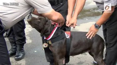 Dua anjing pelacak berhasil menemukan korban longsor di Cijeruk, Bogor. Atas prestasinya, kedua anjing itu mendapat medali penghargaan.

