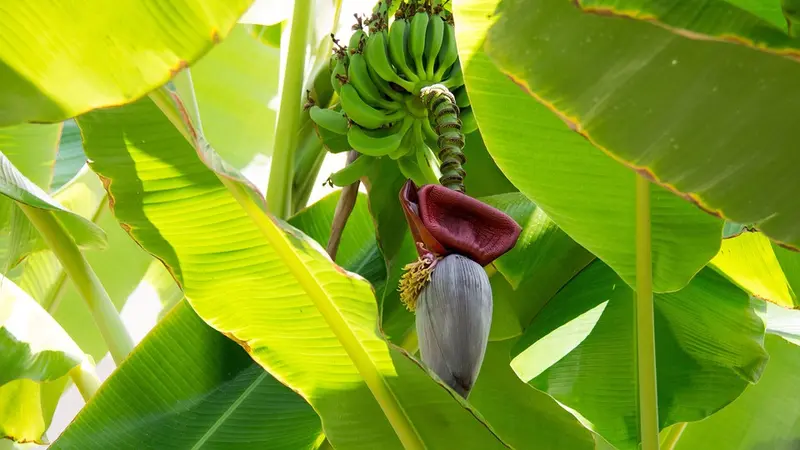 Ciri-ciri Pohon Pisang