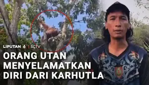 Orang Utan Menyelamatkan Diri dari Karhutla