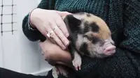 Mahasiswa di salah satu universitas Inggris memeluk babi. (The Guardian)