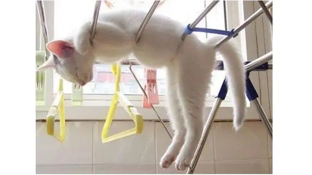 12 Potret Nyeleneh Kucing Tidur di Sembarang Tempat Ini Bikin Gemas