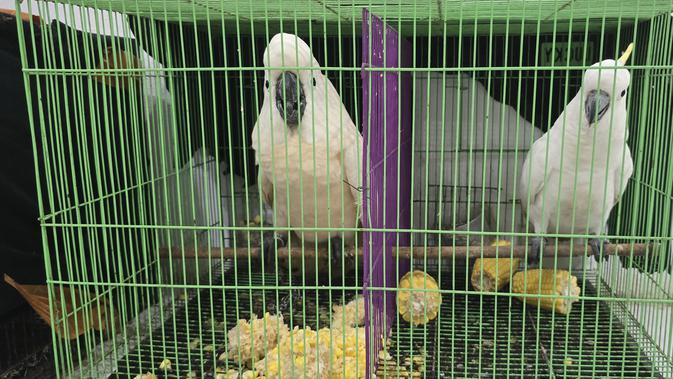 Rumah Warga Sumut Dijadikan Tempat Penyekapan Burung-burung Eksotis Asal Papua