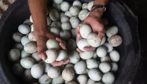 Di Balik Gurihnya Telur Asin, Ternyata Ada Fakta Penting