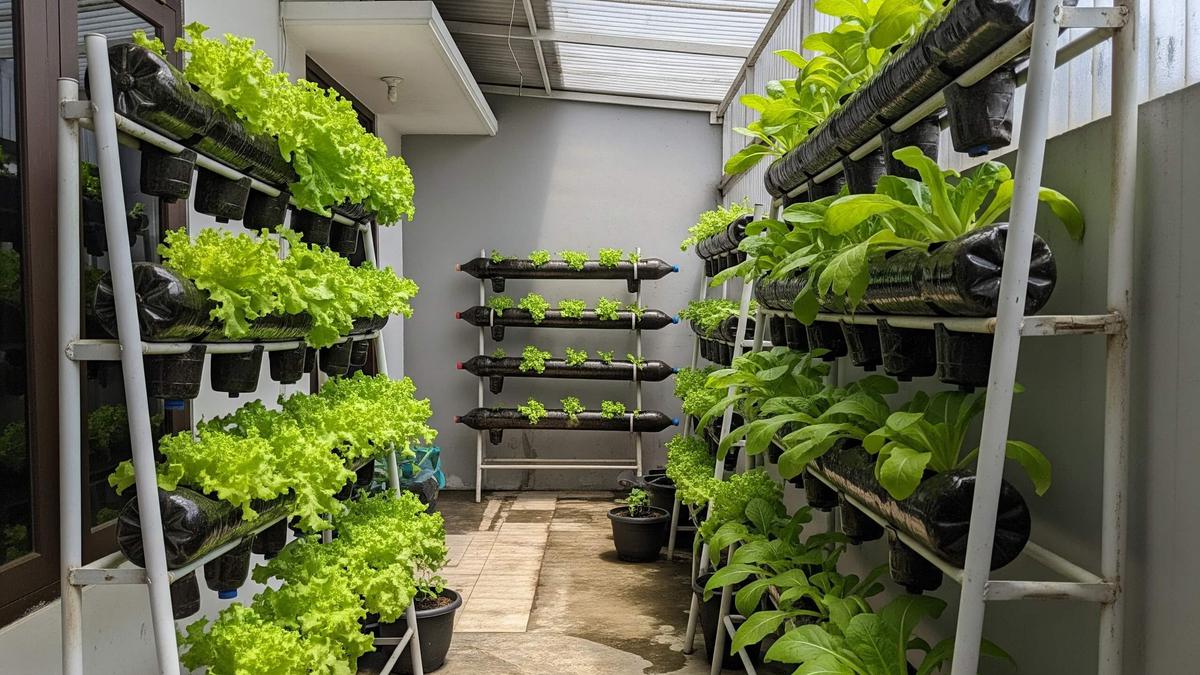 8 Ide Kebun Hidroponik di Teras Sempit tapi Hasil Panen Bisa Buat Jualan Harian, Raup Cuan Maksimal