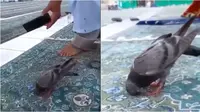 Viral momen burung merpati bak sujud di Masjidil Haram ini bikin jemaah takjub. (Sumber: TikTok/hamidullah.hamidi71)