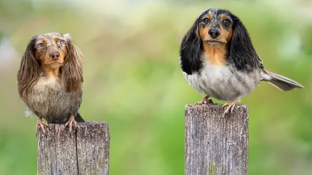 6 Editan Foto Jika Hewan Lain Jadi Burung Ini Kreatif, Unik Banget