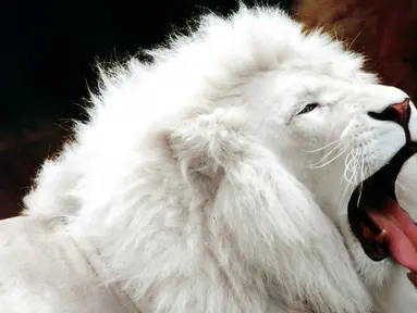 Singa yang di sebut juga sebagai raja hutan memiliki genetika unik dengan warna kulit Cream di seluruh kulitnya dan hanya terdapat sekitar 550 singa putih di dunia dan kebanyakan singa putih ini berada di Kebun Binatang besar. (www.wall321.com)