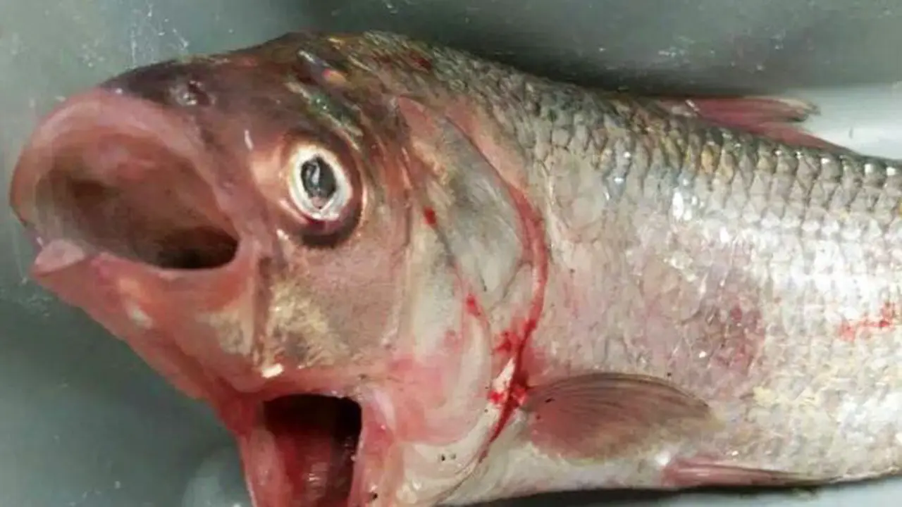 Ikan kakap bermulut dua. (Radio Australia)