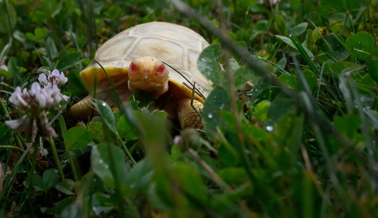 Gambar pada 3 Juni 2022 menunjukkan bayi kura-kura raksasa Galapagos albino yang unik, lahir pada 1 Mei lalu, di Tropicarium of Servion, Swiss barat. Pemilik Tropicarium of Servion mengatakan dia yakin umur kura-kura albino akan terbatas pada beberapa minggu di alam liar tetapi berharap makhluk itu, yang jenis kelaminnya masih belum diketahui, akan berumur panjang. (FABRICE COFFRINI/AFP)
