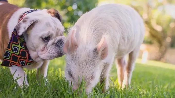 [Bintang] Nggak Salah Apa-apa, 5 Hewan Ini Suka Dijadikan Umpatan Manusia