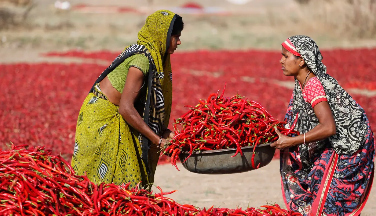 Sejumlah perempuan India bekerja di lahan pertanian cabai merah yang berada di Desa Shertha, dekat Gandhinagar, 25 Maret 2018. Ribuan cabai menciptakan karpet yang menakjubkan berwarna merah. (AP Photo/Ajit Solanki)
