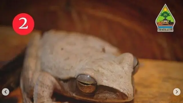 Katak