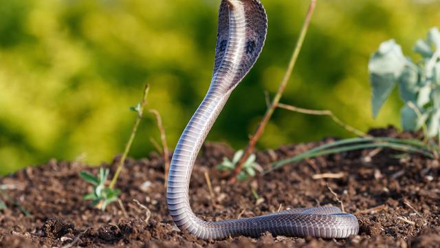 Predasi Adalah Pemangsaan, Pahami dari Pengertian dan Contohnya
