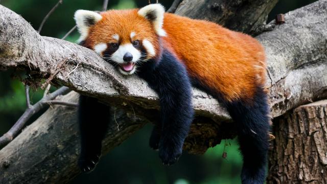Red Panda