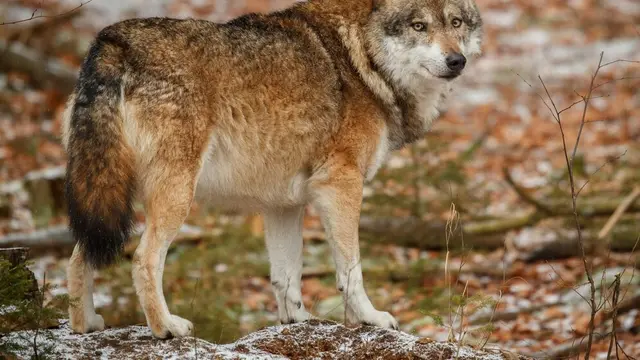 Seekor serigala eurasia sedang berdiri di sebuah hutan (Foto Dok: Freepik/vladimircech)