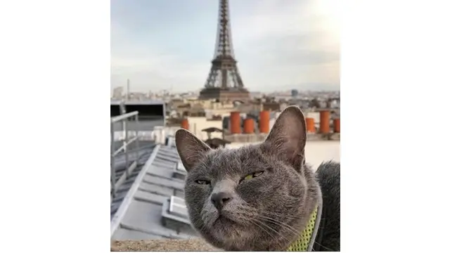 7 Ekspresi Kucing Ini Viral di Media Sosial, Kocak Abis